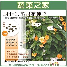 【蔬菜之家滿額免運】H44-1.黑眼花種子10顆  花有白丶淡黃丶橘黃及橘黃黑心數種花色，一年生蔓爬植物。