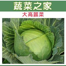 【蔬菜之家滿額免運】B08.大高麗菜種子50顆日本(日本進口向陽巨型高麗菜，最大可達10幾斤.蔬菜種子)