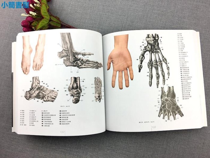 書法-藝用解剖與造型 人體結構繪畫技法實用教學書籍素描幾何形體肌肉骨骼模型大師臨摹人物速寫藝術考試動漫美術教程