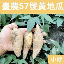 臺農57號黃地瓜《小條》/無毒認證通過