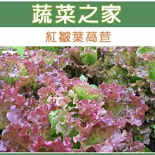 【蔬菜之家滿額免運00A44】大包裝.紅葉皺葉萵苣種子35克(廣東萵.蔬菜種子)※此商品運費請選宅配※