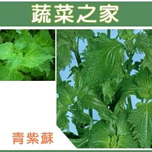 【蔬菜之家滿額免運00F09】大包裝.青紫蘇(青香，日本進口)種子12克(約6000顆)※不適用郵寄掛號配送※