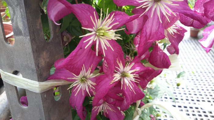 慕花坊  Clematis Montana鐵線蓮    玫紅