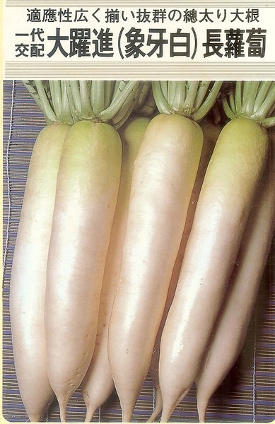 【蔬菜種子S247】大躍進象牙白長蘿蔔~~日本名種，是生長強健很好照  顧的品種。