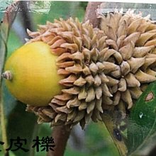 花花世界_常綠喬木 *栓皮櫟*-軟木櫟-厚殼仔/4吋盆/高100cm/MA(出貨不保證有果)