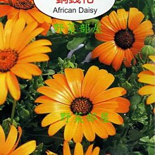 【野菜部屋~】Y28 銅錢花African Daisy~天星牌原包裝種子~每包17元~