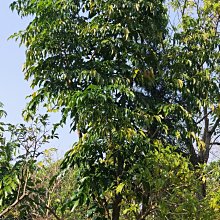 元茂園藝龍潭聖亭路園區- 旺旺樹 進財樹 十年樹齡植袋裝 遮西曬乘涼可用