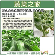 【蔬菜之家滿額免運】K20.水晶冰花(冰花.日本冰菜)種子100顆(生菜料理柔軟肉質莖,可做料理裝飾用.香草種子)