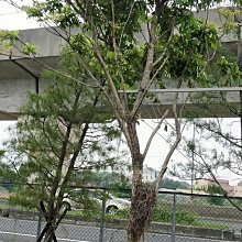 元茂園藝中壢園區-新貨上架 果樹-龍眼 二十年樹齡移植袋裝 半日照以上均可種植