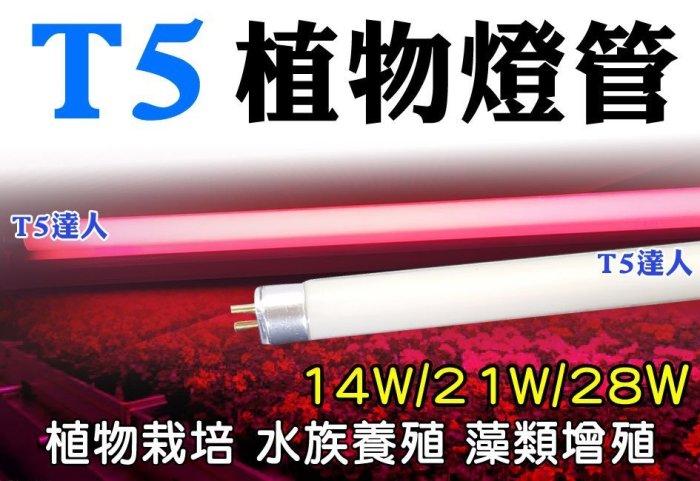 T5達人 T5 14W 21W 28W植物燈管 東亞 飛利浦 歐司朗 可參考 另有殺菌燈管 水族用腳架 黑管 色管 彩色