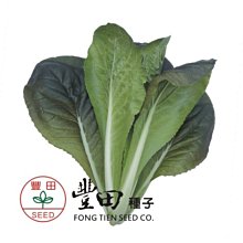 【野菜部屋~】F33 紫薇白菜種子半磅(225公克) , 耐熱抗病 , 煮後無纖維 , 口感極好 , 每包750元~
