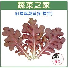 【蔬菜之家滿額免運】A79.紅橡葉萵苣種子500顆(紅橡拉)(適寶貝沙拉，喜涼爽氣後，不易抽苔.蔬菜種子)