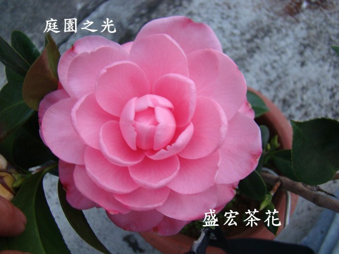 【盛宏茶花】茶花品種︱C嫁接茶花︱庭園之光C822