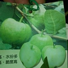 花花世界-水果苗 ** 無子水蜜拔 (無籽水蜜芭樂) ** 4.5吋盆/高30-50cm/果肉香脆/MA