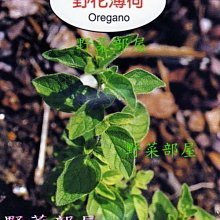 【野菜部屋~】S11 野花薄荷(牛至 ,奧勒岡)Oregano~天星牌種子~每包17元~