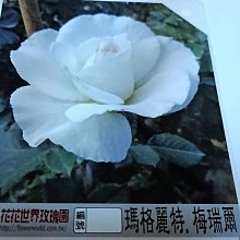 花花世界_玫瑰苗--瑪格麗特梅瑞爾，Margaret Merril--中輪強香/3.5吋黑軟盆/高10-20cm/MA