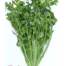 【野菜部屋~】O10 遠香特選香菜種子13.5公克 , 極耐熱芫荽 , 慢抽苔 , 產量高 , 每包15元 ~