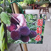 花花世界_季節水果*葡萄桑(高壓苗-高版)*4.5吋盆/高50-100cm/果大且甜/MA*無法超取*(特價中)