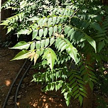 元茂園藝中壢高鐵南路園區 台灣欒木十年樹齡 斷根移植過全年可出貨