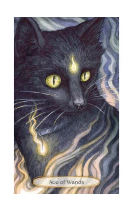 【預馨緣塔羅鋪】現貨正版靈魂貓塔羅牌Soul Cats Tarot（全新78張）（豪華套裝版）