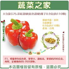 【蔬菜之家滿額免運00G75】大包裝.彩紅甜椒(紅色甜椒)種子0.9克(約110顆)※此商品不適用郵寄掛號※