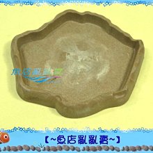 【~魚店亂亂賣~】CML兩棲爬蟲原始食盤13.5x12x2cm小型(烏龜飼料盒/餵食盆/淺水盤)