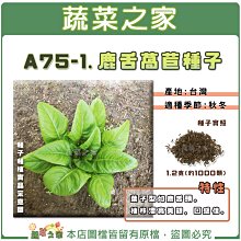 【蔬菜之家滿額免運】A75-1.鹿舌萵苣種子1.2克(約1000顆)//葉子型狀如鹿舌頭。植株漂亮美觀，口感佳。