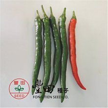 【野菜部屋~】M19 紅美辣椒種子10粒 , 結果力強 , 可做剝皮辣椒 , 每包15元 ~