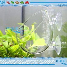 【魚店亂亂賣】超厚超白玻璃育景杯/水草飼育造景盆(缸內型)水草盆LUAN精製(波爾卡型)