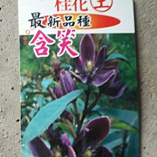紫色含笑  6吋盆 嫁接苗  高約25-30公分 花花世界玫瑰園wu