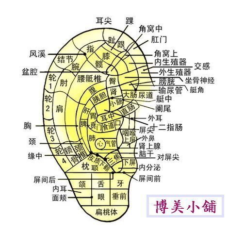 博美小舖 限量免運 團購 王不留行耳穴貼35片 送(價值400元 超清晰 耳部穴位模型1個)耳豆貼片 附耳穴圖