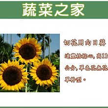 【蔬菜之家滿額免運】H40.切花用向日葵種子5顆(達豐桔棕心,高110公分,單色花無花粉單幹型.花卉種子)