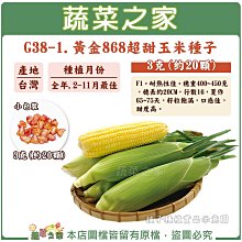 【蔬菜之家滿額免運】 G38-1.黃金868超甜玉米種子3克(約20顆) 番麥 玉米種子 果菜種子 黃玉米