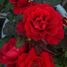 美大花濃香藤本月季苗庭院陽臺花園爬藤芳香花卉植物四季開花3入 甜蜜蜜 H T大輪玫瑰 強香 8吋盆 Yahoo奇摩拍賣