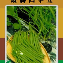 【野菜部屋~大包裝】J02 矮腳四季豆種子1磅 , 俗稱矮腳敏豆 ,每包420元~