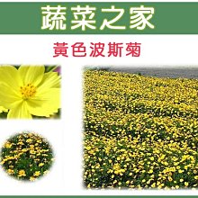 【蔬菜之家滿額免運】H07.黃色波斯菊種子300顆(美化綠化環境作物.花卉種子)