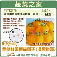 【蔬菜之家滿額免運】G72-1.金皇鮮果番茄種子(澄黃色澤)2顆 // 黃番茄，果色橙黃，肉質細綿多汁。 耐寒耐雨