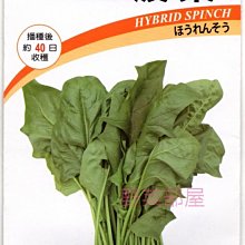 【野菜部屋~】A23 日本706菠菜種子160公克, 植株挺立 , 產量高 , 口感佳 ~