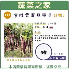 【蔬菜之家滿額免運】E23.紫蝶紫翼豆種子6顆 (蔓性，豆莢為紫色，有明顯鋸齒翼狀。其嫩莢、嫩葉均可做為蔬菜食用)