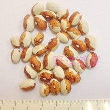 【野菜部屋~】J20 虎豆種子1斤(約1200顆種子) , 福豆 ,虎仔豆 ,蔓性 ,無筋 ,莢柔嫩無纖維 ,口感好~