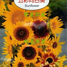 【野菜部屋~】Y44 五彩向日葵Sunflower~天星牌原包裝種子~每包17元~