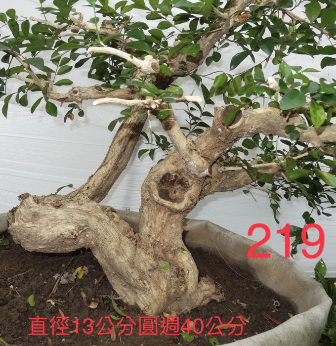 耕樹園園藝用品＊七里香 盆栽/盆景/營造景觀/庭園用樹 編號219