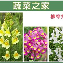 【蔬菜之家滿額免運00H28】大包裝.柳穿魚種子(混合色，高60cm)5克(約25000顆)※此商品運費請選宅配※