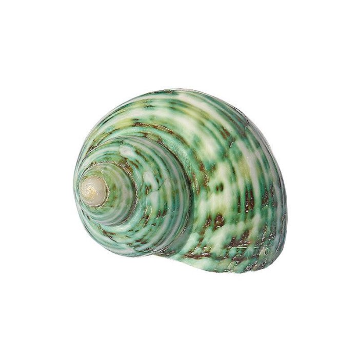 綠螺天然海螺貝殼寄居蟹備用殼替換專用殼小青螺魚缸水族造景裝飾