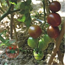 【野菜部屋~】L19 黑帥紫黑蕃茄種子100粒 , 抗病性強 , 短楕圓果 , 果色紫黑色 , 每包180元~