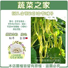 【蔬菜之家滿額免運】E21.金莢敏豆(金雪)種子12克(約30顆)(蔓性，豆莢金黃色，莢型扁平寬大，無筋，莢柔嫩無纖維)