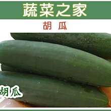 【蔬菜之家滿額免運00G12】大包裝.胡瓜種子20克(大黃瓜、大胡瓜)※此商品運費請選超商或宅配貨運※