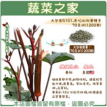 【蔬菜之家滿額免運00G101】大包裝.赤焰紅秋葵種子70克(約1200顆)※此商品不適用郵寄掛號※