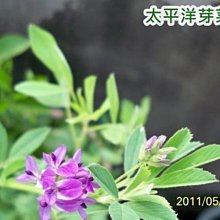 商品縮圖-6