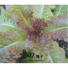 【野菜部屋~中包裝】B47 紅裙萵苣種子20公克 , 葉片柔軟 , 口感好 , 耐抽苔 , 每包180元 ~